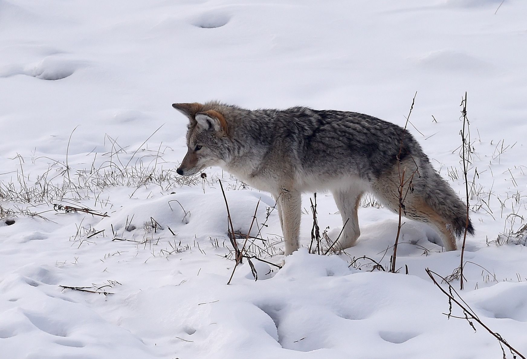 Coyote (Canis latrans)